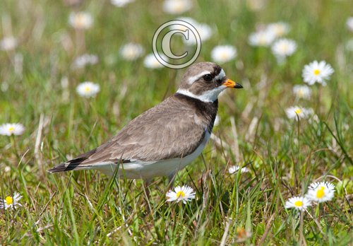 Ringed Plover DM1096